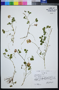 Trifolium mucronatum subsp. lacerum image