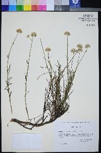 Ipomopsis congesta image