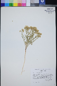 Lepidium montanum image