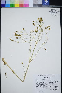 Frasera albomarginata image