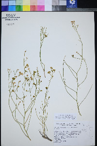 Perityle intricata image