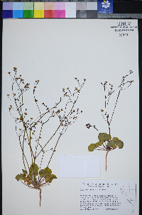 Eriogonum rubricaule image