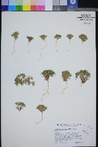 Linanthus arenicola image