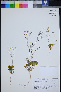 Eriogonum rubricaule image