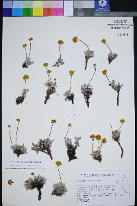Eriogonum rosense image