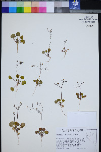 Eriogonum rubricaule image