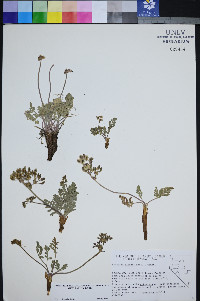 Lomatium ravenii image