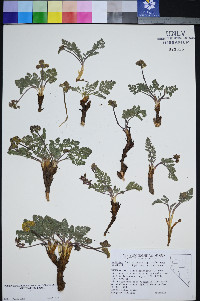 Lomatium fimbriatum image