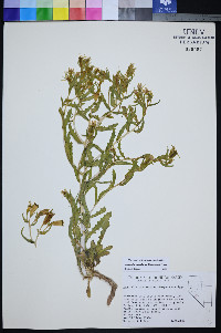 Mentzelia candelariae image