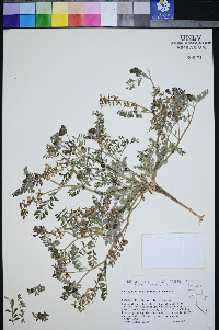 Astragalus pseudiodanthus image