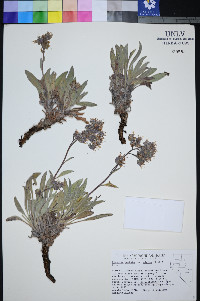 Phacelia hastata var. alpina image