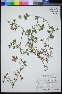 Trifolium mucronatum subsp. lacerum image