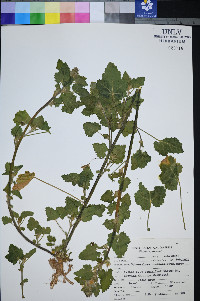 Sphaeralcea coulteri image