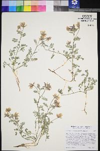 Astragalus johannis-howellii image