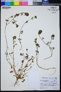 Trifolium lappaceum image
