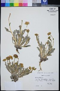 Hulsea vestita image