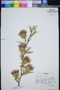 Cirsium arizonicum image