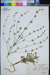 Frasera albomarginata image