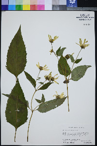 Helianthus decapetalus image