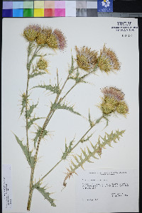Cirsium tenuisectum image
