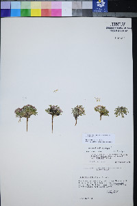 Townsendia jonesii var. tumulosa image