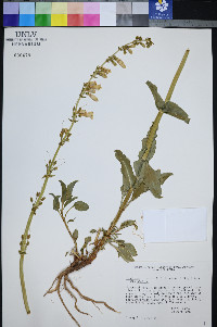 Penstemon bicolor subsp. bicolor image