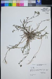 Ivesia kingii image