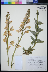 Penstemon palmeri image