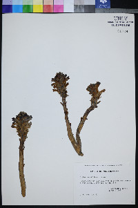 Orobanche californica image
