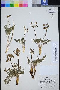 Lomatium foeniculaceum subsp. macdougalii image