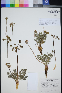 Lomatium foeniculaceum subsp. macdougalii image