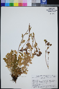 Horkelia fusca subsp. parviflora image
