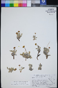 Eriogonum rosense image