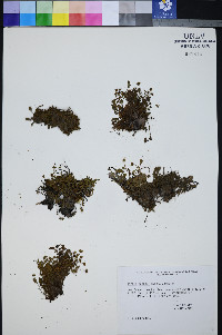 Ivesia jaegeri image