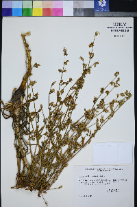 Frasera albomarginata image