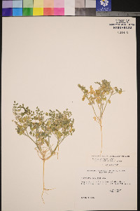 Astragalus geyeri image