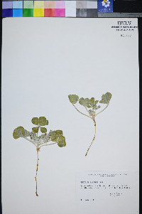Pediomelum castoreum image