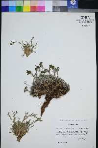 Smelowskia calycina image