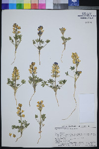 Lupinus malacophyllus image