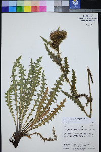 Cirsium eatonii var. murdockii image