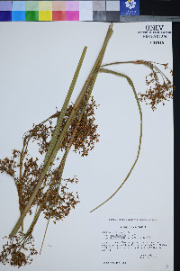 Cladium californicum image