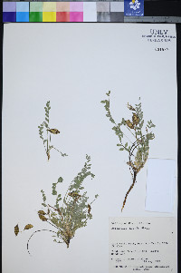 Astragalus zionis image