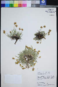 Astragalus spatulatus image
