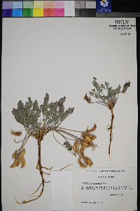 Astragalus amphioxys image