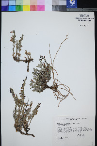 Penstemon thompsoniae var. jaegeri image
