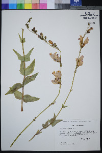 Penstemon palmeri image