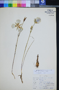 Calochortus gunnisonii image