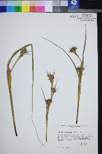 Cladium californicum image