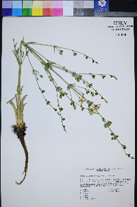 Frasera albomarginata image