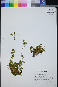 Ivesia jaegeri image